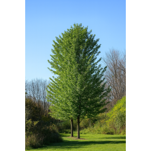 Javor poľný (Acer campestre) ´QUEEN ELISABETH´ - výška 310-320 cm, obvod kmeňa 8/10 cm, kont. C30L 